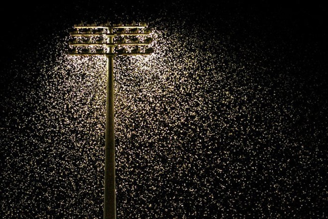 Ô nhiễm ánh sáng đang đẩy côn trùng đến bờ vực tuyệt chủng - Ảnh 1.