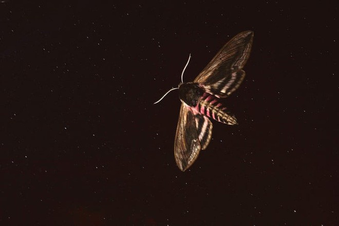 Ô nhiễm ánh sáng đang đẩy côn trùng đến bờ vực tuyệt chủng - Ảnh 3.