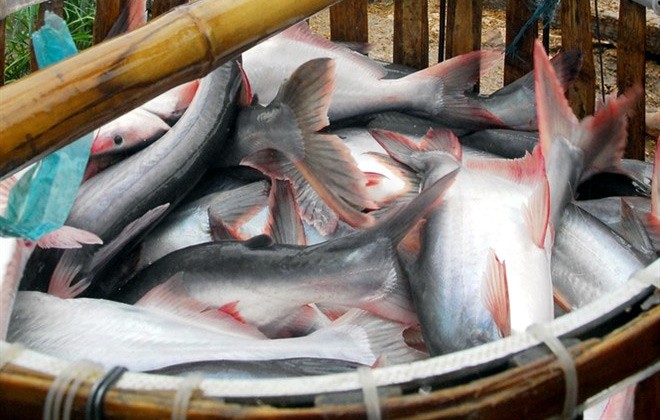 Gạo, cá Việt Nam: Mũi nhọn hội nhập, 'thua trận' khắp nơi ảnh 1
