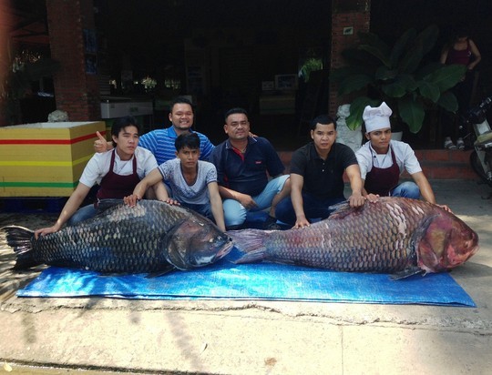 Bắt được cặp cá hô "khủng" nặng 240 kg ảnh 2