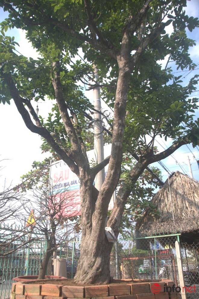 Những báu vật trăm tuổi, triệu đô của đại gia Việt ảnh 7