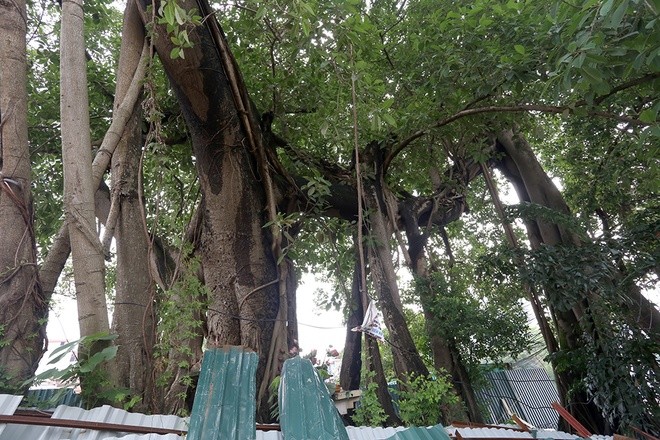 Đường hơn 6.000 tỷ đồng 'né' cây đa cổ thụ ảnh 2