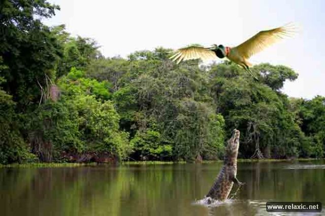 Kỳ thú khu tự nhiên hoang dã Pantanal - Brazil ảnh 2