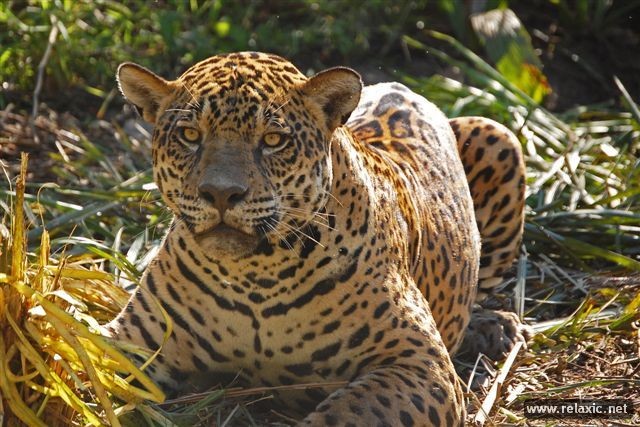 Kỳ thú khu tự nhiên hoang dã Pantanal - Brazil ảnh 25