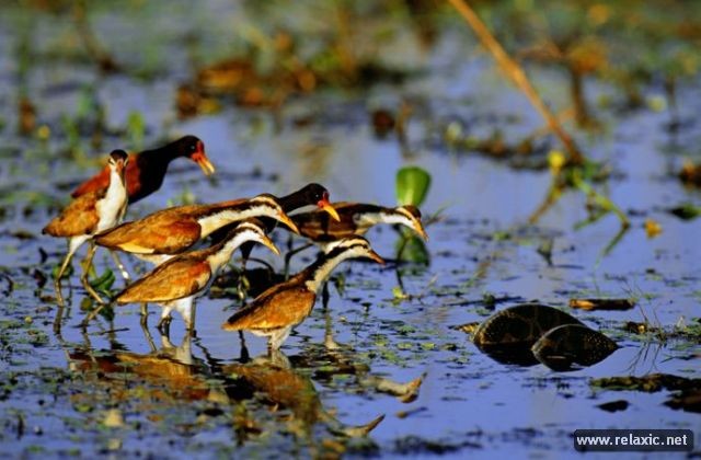 Kỳ thú khu tự nhiên hoang dã Pantanal - Brazil ảnh 30