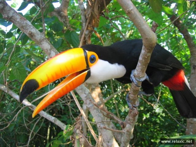 Kỳ thú khu tự nhiên hoang dã Pantanal - Brazil ảnh 37
