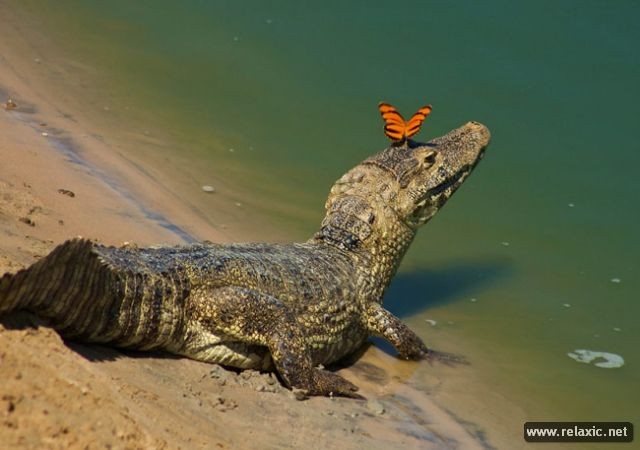 Kỳ thú khu tự nhiên hoang dã Pantanal - Brazil ảnh 38