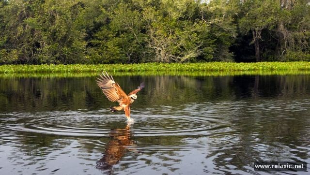 Kỳ thú khu tự nhiên hoang dã Pantanal - Brazil ảnh 39