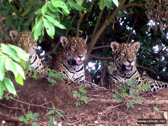 Kỳ thú khu tự nhiên hoang dã Pantanal - Brazil ảnh 40