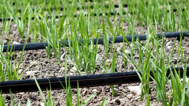 Phương pháp canh tác mới có thể làm thay đổi 5.000 năm kinh nghiệm trồng lúa ảnh 3