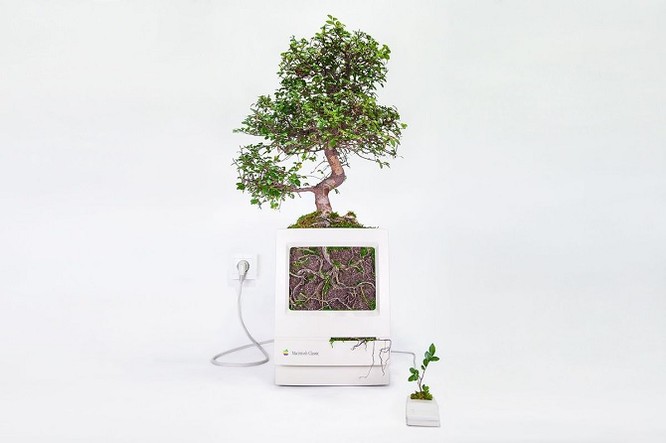 Dùng máy tính Mac trồng cây: Đừng quá phụ thuộc vào công nghệ ảnh 2