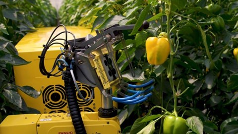 Robot hái ớt chuông trong 24 giây - ảnh 1