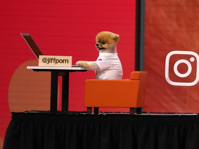 Chú chó Jiff Pom nổi tiếng ra sao mà được xuất hiện trong sự kiện lớn nhất năm của Facebook? ảnh 5