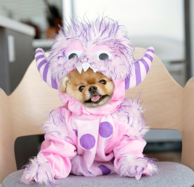 Chú chó Jiff Pom nổi tiếng ra sao mà được xuất hiện trong sự kiện lớn nhất năm của Facebook? ảnh 4