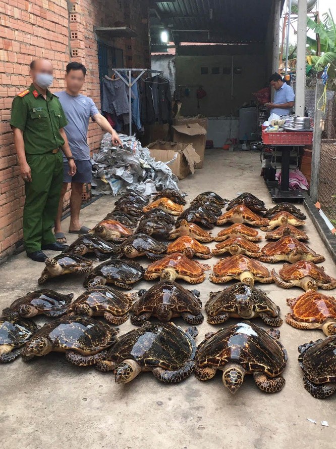 Tây Ninh: Phạt 22 năm tù cho hai đối tượng buôn bán 39 tiêu bản rùa biển ảnh 1