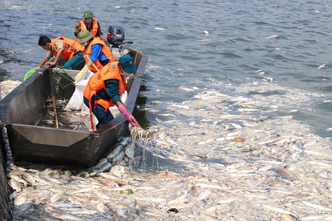 Hơn 200 tấn cá Hồ Tây chết bất thường chỉ trong vài ngày.