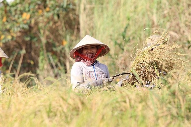 Lên Sài Gòn gặt lúa thuê kiếm tiền ăn tết ảnh 1