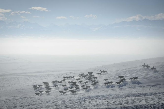 Đàn ngựa chạy trên cánh đồng phủ đầy tuyết trắng ở Zhaosu, Yili, Khu tự trị Tân Cương, Trung Quốc, ngày 10/1/2016.