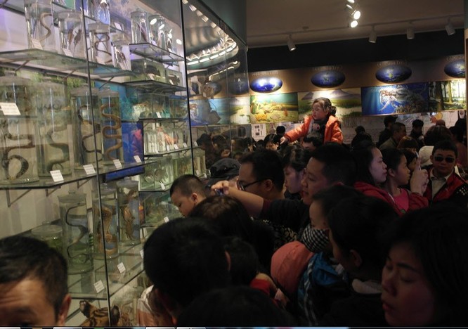 Bảo tàng Thiên nhiên quá tải vì dân đến xem cụ Rùa ảnh 8