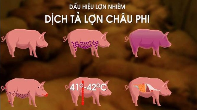 Dịch tả lợn châu Phi là gì, ăn thịt lợn mắc dịch tả châu Phi gây bệnh gì? ảnh 1