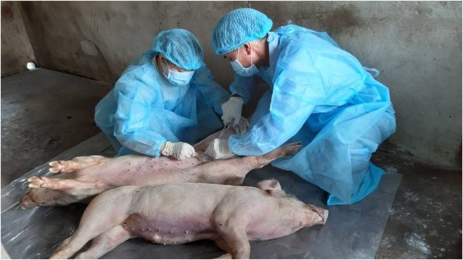 Việt Nam sẽ sản xuất vaccine dịch tả lợn châu Phi ảnh 2