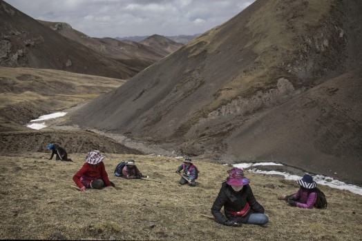 Phóng viên ảnh của Getty Kevin Frayer đã dành thời gian tiếp xúc và ghi lại cuộc sống của người dân cao nguyên Tây Tạng, phía tây bắc Trung Quốc. Anh Frayer ấn tượng trước cảnh người dân nơi đây đổ xô săn tìm đông trùng hạ thảo trên những dãy núi cao tới 4.500 m và khó tiếp cận.