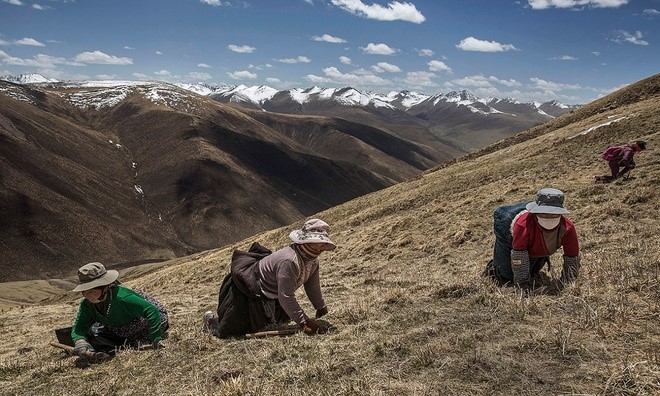 Thời tiết bắt đầu sang hè là thời điểm bận rộn nhất của dân du mục Tây Tạng khi họ phơi mình trên những dãy núi để tìm đông trùng hạ thảo.