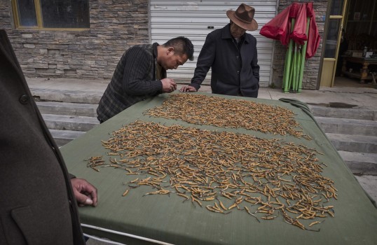 Một người đàn ông kiểm tra chất lượng của đông trùng hạ thảo ngày 18/5 tại chợ Yushu. Người ta coi đông trùng hạ thảo là vàng hay 
