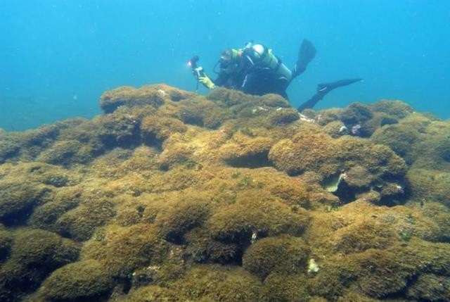 Tảo bí ẩn làm “biến mất” các rạn san hô ở đảo Hawaii ảnh 1