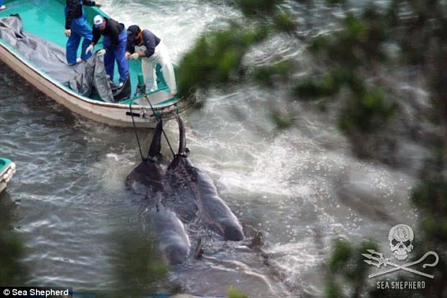 Những hình ảnh đầy ám ảnh về mùa săn cá voi tại Nhật Bản ảnh 3