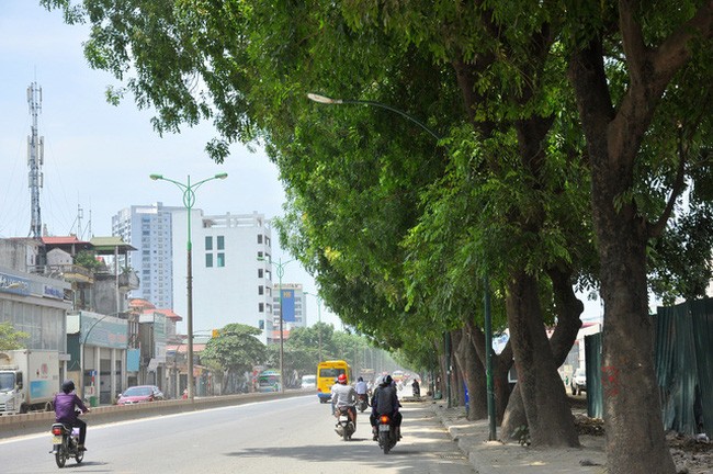 Bí thư Hà Nội nói về việc chặt hạ 1.300 cây xanh ảnh 1
