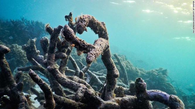 Sử dụng loa để hồi sinh các rạn san hô, ý tưởng sáng tạo của các nhà khoa học ảnh 2