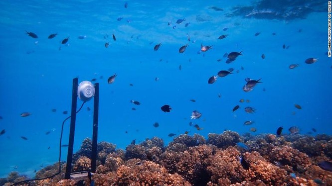 Sử dụng loa để hồi sinh các rạn san hô, ý tưởng sáng tạo của các nhà khoa học ảnh 1