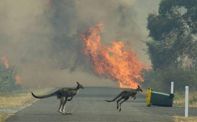 Những điều bạn cần biết về thảm họa cháy rừng ở Úc ảnh 4