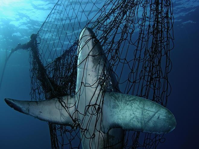 Chỉ trong 50 năm, 70% số lượng cá mập trên toàn thế giới đã biến mất ảnh 1