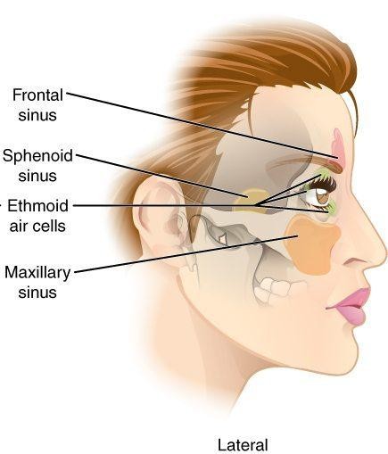 10 bộ phận trên cơ thể người có thể sẽ biến mất trong tương lai ảnh 2