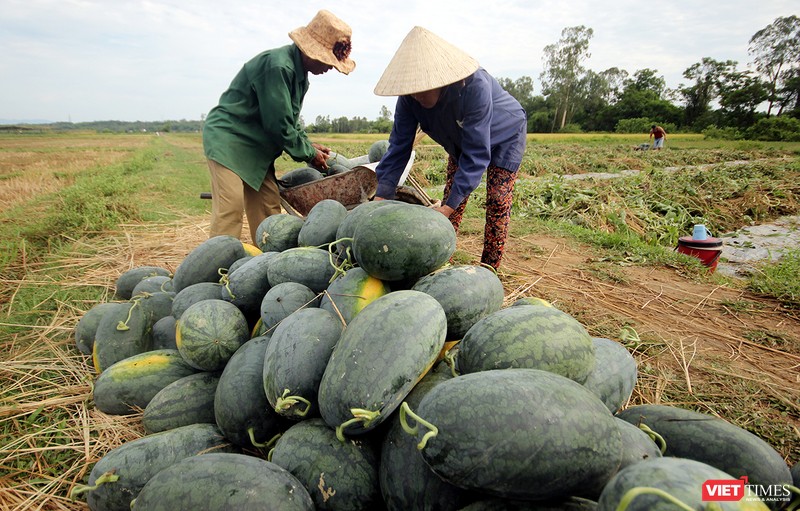 Quảng Nam: “Hắc Mỹ Nhân” chín đầy đồng, người trồng dưa đứng ngồi không yên ảnh 5 Quảng Nam: “Hắc Mỹ Nhân” chín đầy đồng, người trồng dưa đứng ngồi không yên ảnh 5