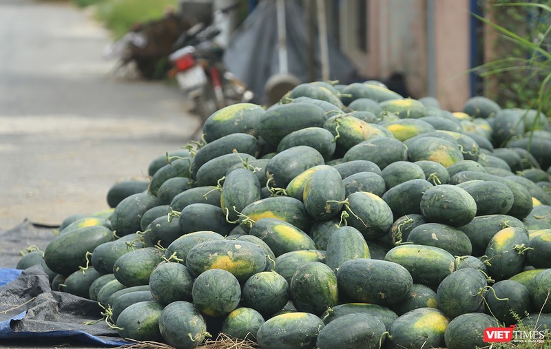 Quảng Nam: “Hắc Mỹ Nhân” chín đầy đồng, người trồng dưa đứng ngồi không yên ảnh 7 Quảng Nam: “Hắc Mỹ Nhân” chín đầy đồng, người trồng dưa đứng ngồi không yên ảnh 7
