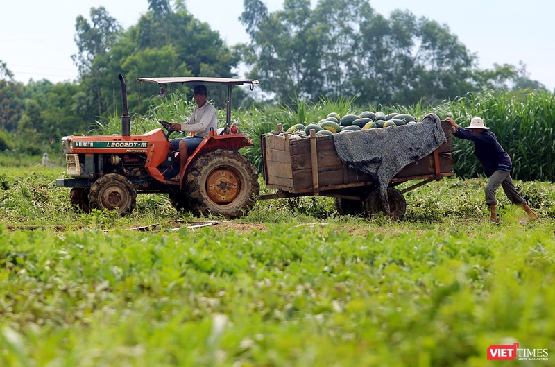Quảng Nam: “Hắc Mỹ Nhân” chín đầy đồng, người trồng dưa đứng ngồi không yên ảnh 6 Quảng Nam: “Hắc Mỹ Nhân” chín đầy đồng, người trồng dưa đứng ngồi không yên ảnh 6