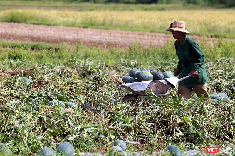 Quảng Nam: “Hắc Mỹ Nhân” chín đầy đồng, người trồng dưa đứng ngồi không yên ảnh 2 Quảng Nam: “Hắc Mỹ Nhân” chín đầy đồng, người trồng dưa đứng ngồi không yên ảnh 2
