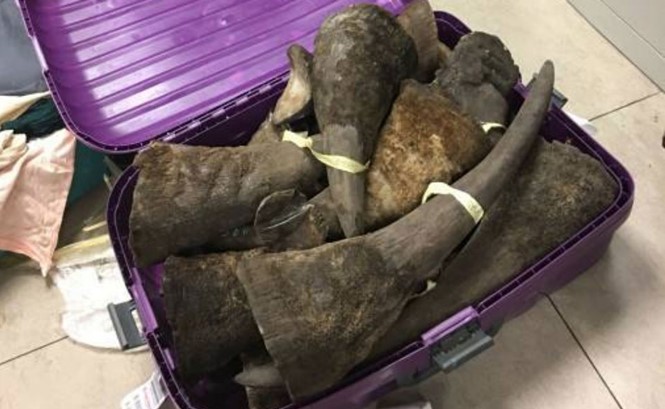 Cơ quan chức năng phát hiện khoảng 100 kg nghi sừng tê giác tại sân bay Nội Bài.