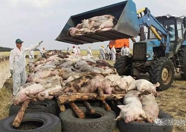 Tuy không gây nguy nhiểm đến tính mạng con người nhưng dịch lợn châu Phi đang là nguy cơ lớn đối với ngành chăn nuôi và chế biến thực phẩm các nước