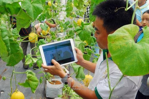 Giới thiệu hệ thống phần mềm quản lý sản xuất mô hình trồng dưa lưới trong nhà màng tại TP Hồ Chí Minh. Ảnh: Mạnh Linh/TTXVN