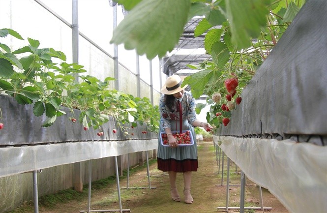 Mô hình trồng dâu tây công nghệ cao Nhật Bản tại Đà Lạt kết hợp du lịch