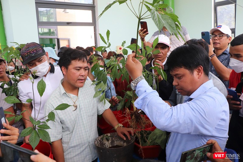 Phiên chợ đấu giá sâm Ngọc Linh ở Quảng Nam vt_le hoi sam ngoc linh 6.jpg