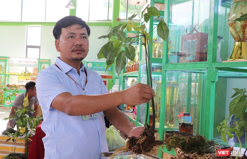 Cây sâm Ngọc Linh đang được Quảng Nam đầu tư để phát triển kinh tế vt_le hoi sam ngoc linh 9.jpg
