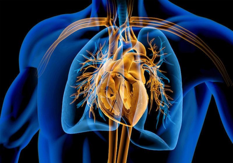 Hình minh họa mặt cắt trái tim người. Ảnh © matis75 / stock.adobe.com