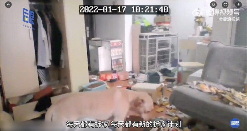 Chú chó cắn phá đồ đạc khi chủ nhân bị đưa đi cách ly (ảnh Weibo)