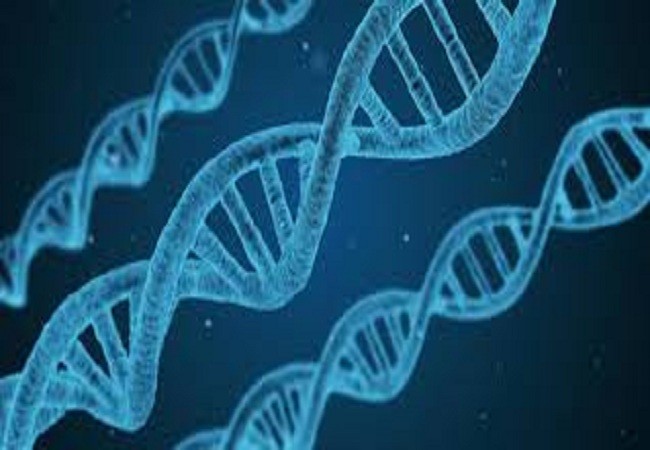 Với công nghệ chỉnh sửa gen, các nhà khoa học có thể thay thế các đoạn gen gây bệnh trong DNA của con người và thay thế bằng các đoạn gen khỏe mạnh (ảnh Google)