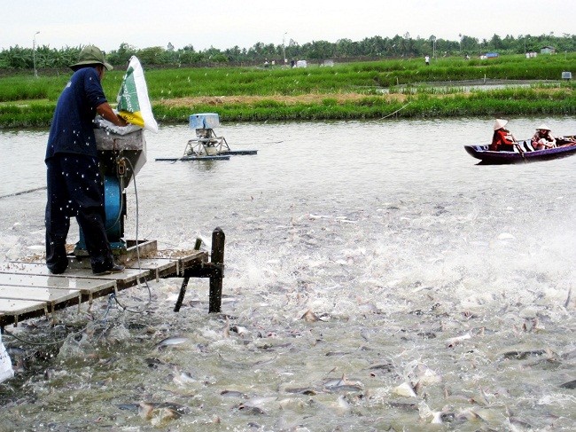 Tin vào thương lái Trung Quốc, nhiều người nuôi cá tra đang "ngồi trên đống lửa" - (Ảnh minh họa)